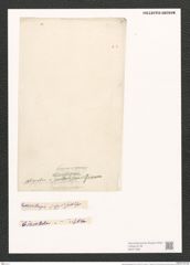 Nitzschia spathulifera Grun. (de-Toni-Nr.: Genus 47, Species 2077) Zeichnungen Sammlung Grunow (NHMW-BOT-W0371969)